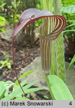 Arisaema erubescens