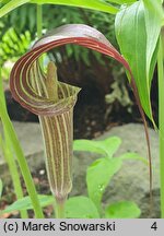 Arisaema erubescens