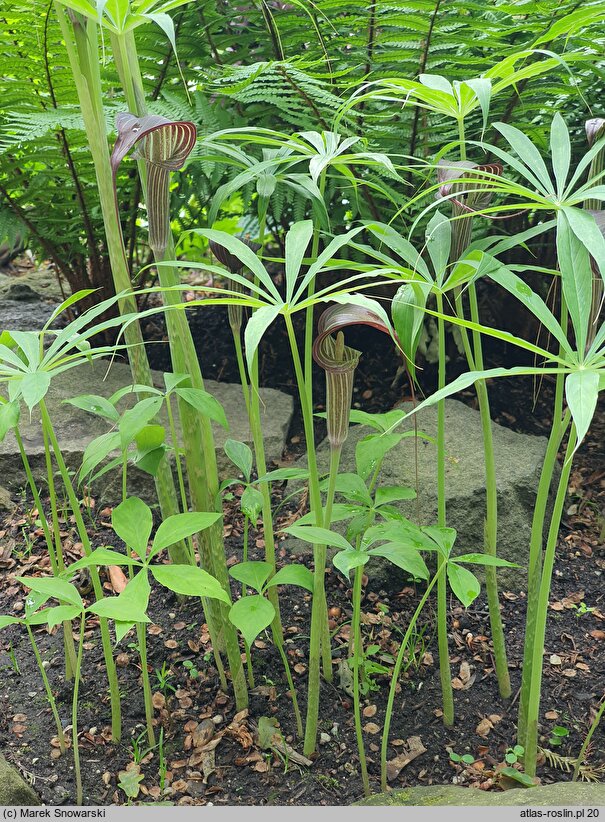 Arisaema erubescens