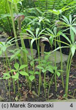 Arisaema erubescens