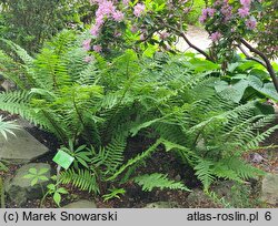 Dryopteris cycadina (nerecznica sagowcowa)