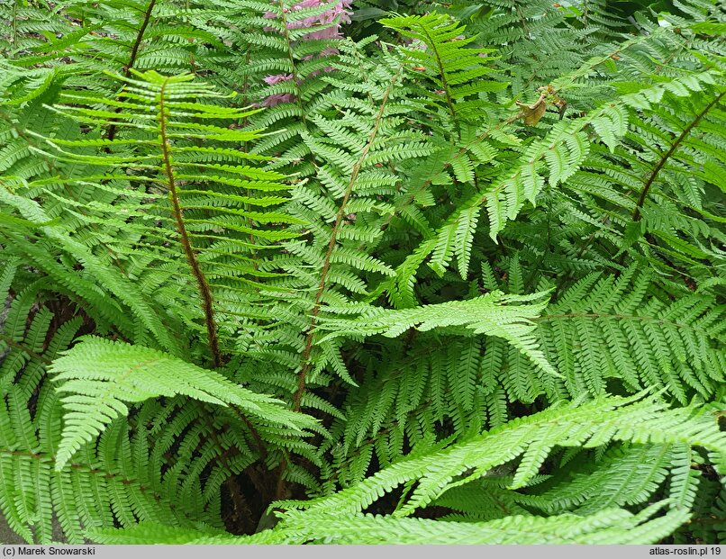 Dryopteris cycadina (nerecznica sagowcowa)