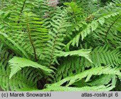 Dryopteris cycadina (nerecznica sagowcowa)