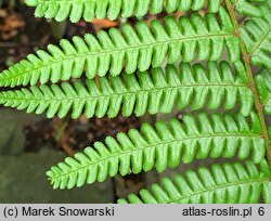 Dryopteris cycadina (nerecznica sagowcowa)