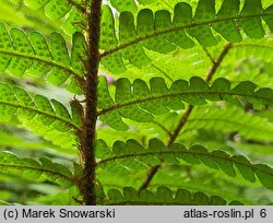 Dryopteris cycadina (nerecznica sagowcowa)