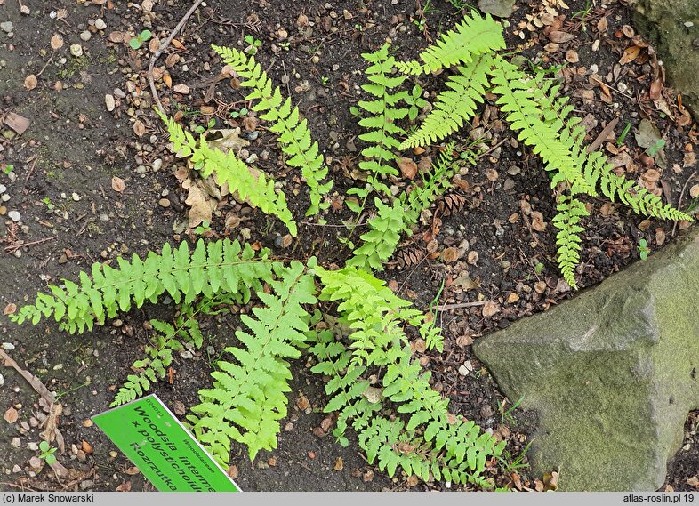 Woodsia intermedia × polystichoides