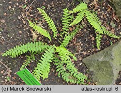 Woodsia intermedia × polystichoides