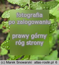 Woodsia intermedia × polystichoides