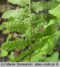 Woodsia intermedia × polystichoides