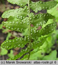 Woodsia intermedia × polystichoides