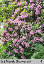 Rhododendron hort. Laetevirens