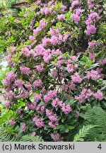 Rhododendron Laetevirens