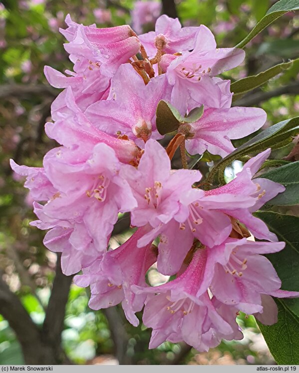 Rhododendron Laetevirens