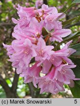 Rhododendron Laetevirens