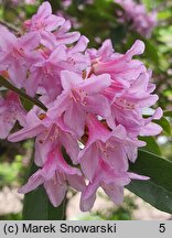 Rhododendron Laetevirens