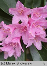 Rhododendron Laetevirens