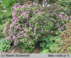 Rhododendron Laetevirens