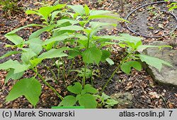 Hydrangea bifida (dejnante dwudzielna)