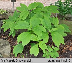 Hydrangea bifida (dejnante dwudzielna)