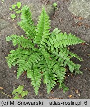 Dryopteris pseudolunanensis