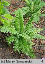 Dryopteris pseudolunanensis