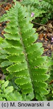 Dryopteris pseudolunanensis