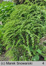 Berberis candidula (berberys sinawy)