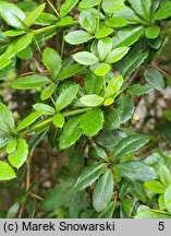 Berberis candidula (berberys sinawy)