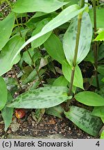 Tricyrtis puberula (trójsklepka omszona)