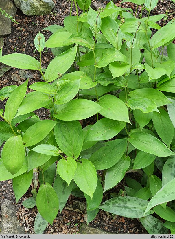 Tricyrtis puberula (trójsklepka omszona)