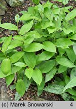 Tricyrtis puberula (trójsklepka omszona)