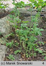 Potentilla kurdica (pięciornik kurdyjski)
