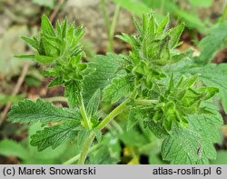 Potentilla kurdica (pięciornik kurdyjski)