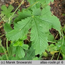 Potentilla kurdica (pięciornik kurdyjski)