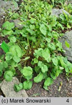 Plagiorhegma dubium (jeffersonia zwodnicza)