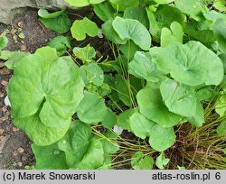 Plagiorhegma dubium (jeffersonia zwodnicza)