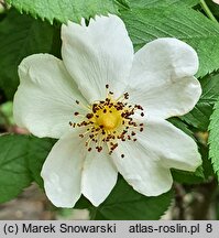 Rosa kokanica