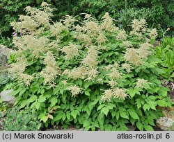 Aruncus asiaticus