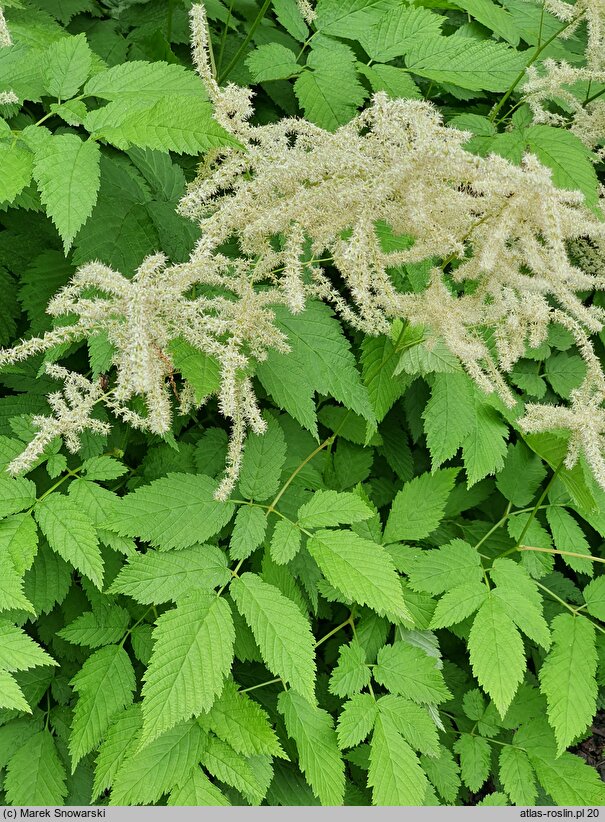 Aruncus asiaticus