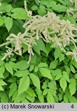 Aruncus asiaticus