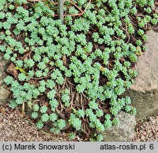 Rhodiola pachyclados (rozchodnik grubopędowy)