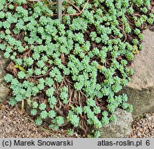 Rhodiola pachyclados (rozchodnik grubopędowy)