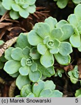 Rhodiola pachyclados (rozchodnik grubopędowy)