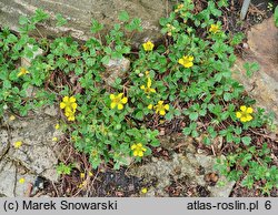 Sibbaldia cuneata (pięciornik kalinolistny)