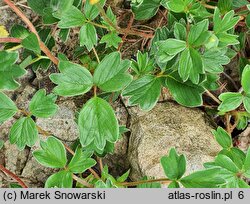 Sibbaldia cuneata (pięciornik kalinolistny)