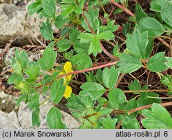 Sibbaldia cuneata (pięciornik kalinolistny)