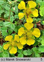 Sibbaldia cuneata (pięciornik kalinolistny)