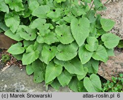 Campanula alliariifolia (dzwonek czosnaczkowaty)