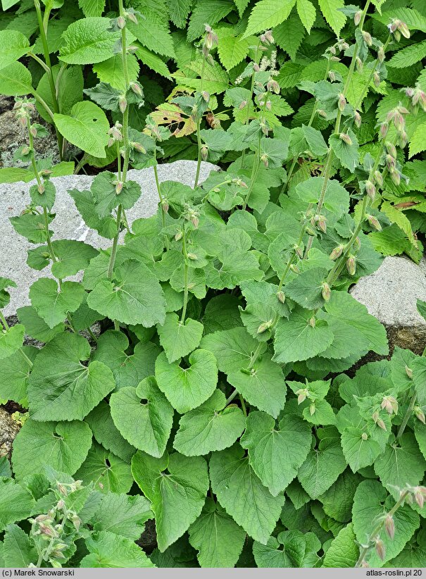 Campanula alliariifolia (dzwonek czosnaczkowaty)