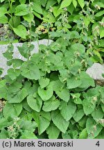 Campanula alliariifolia (dzwonek czosnaczkowaty)